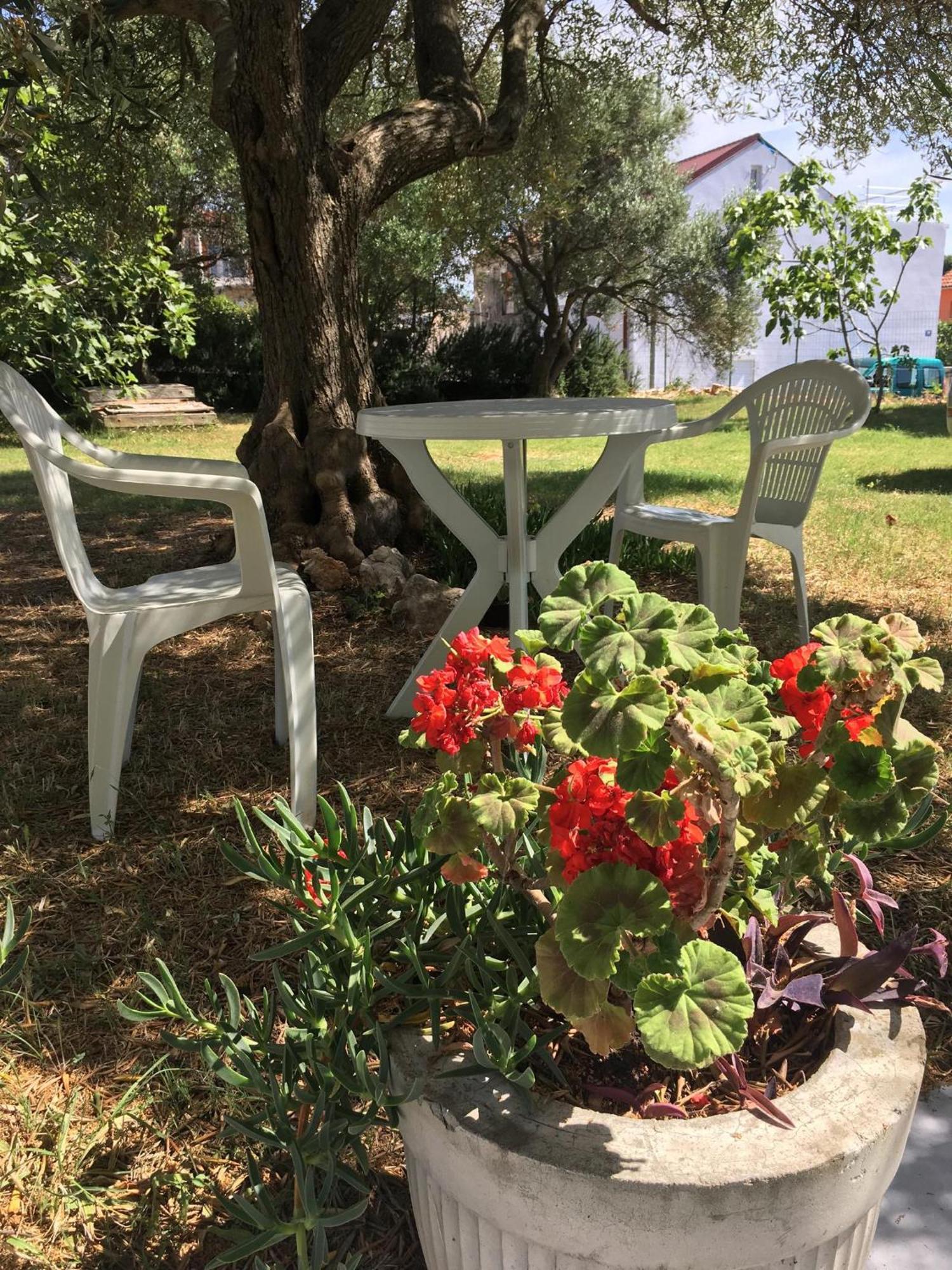 Apartments Monika Bibinje Dış mekan fotoğraf